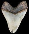 Bargain, Megalodon Tooth - North Carolina #59020-2